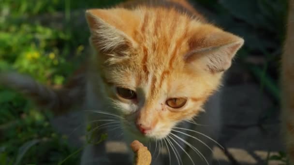고양이는 사람의 손에서 음식의 조각을 사람보기 Pov 카메라 — 비디오
