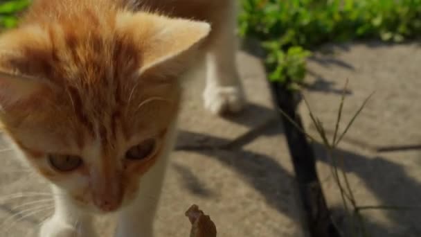 Katten Hemlös Vuxen Liten Kattunge Jakt Mat — Stockvideo