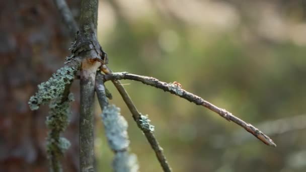 Uma Formiga Rasteja Longo Galho Árvore Morta Afetado Por Esporos — Vídeo de Stock