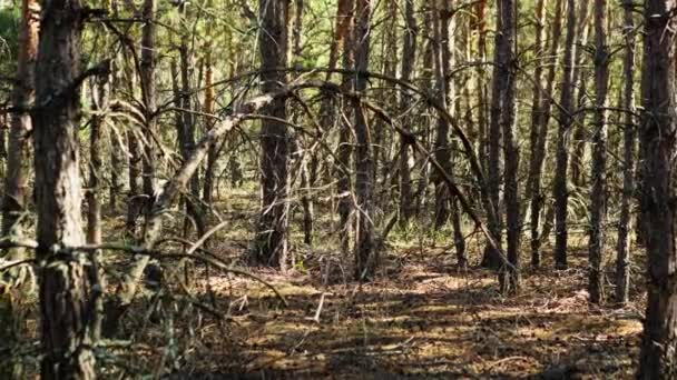 Floresta Morta Seca Afetada Por Infecção Fúngica Musgo — Vídeo de Stock