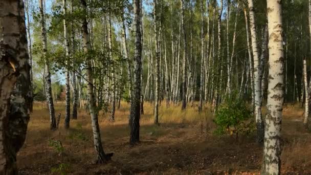 Brzozowy Gaj Jesiennym Lub Wiosennym Słonecznym Dniu Piękny Krajobraz Lasu — Wideo stockowe