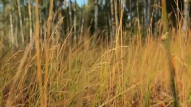 Meditasyonlu yavaş çekim kamerası çayırdaki yoğun otların arasından uçuyor.