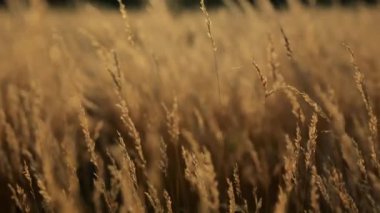 Sarı tonlar yoğun sarı sonbahar kuru otlar kremalı bokeh rüya gibi meditasyon çekimlerinde
