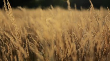 Sarı tonlar, yoğun sarı sonbahar kuru otlar, rüzgarda sallanıyor kaygan bokeh rüya gibi meditasyon sahnesinde.