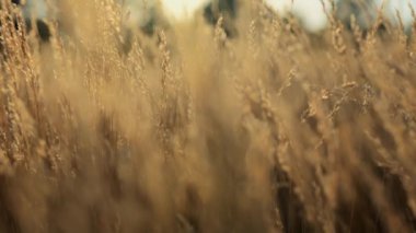 Günbatımında kremsi bokeh 'te bir çim siluetinin meditasyon videosu, akşam vahşi çimen silueti, doğa arka plan konsepti.
