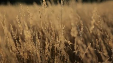 Gün batımında bir çim siluetinin meditasyon videosu. Rüzgarda sallanan vahşi çimen silueti, doğa arka plan konsepti.