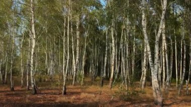 Birch koruluğu sonbahar veya ilkbaharda güneşli bir günde güzel huş ağacı ormanlarında