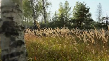 Günbatımında kremsi bokeh 'te bir çim siluetinin meditasyon videosu, akşam vahşi çimen silueti, doğa arka plan konsepti.