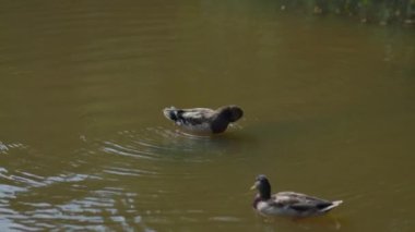 Ördekler yiyecek ve yiyecek bulmak için şehir parkında yüzerler.