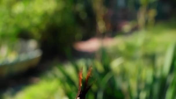 Primer Plano Mariposa Vuela Jardín Cámara Persiguiendo Mariposa Primera Vista — Vídeo de stock