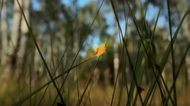 Μοναχικά Κιτρινισμένα Φύλλα Στο Γρασίδι Στις Φθινοπωρινές Καιρικές Συνθήκες Φθινοπωρινά — Αρχείο Βίντεο