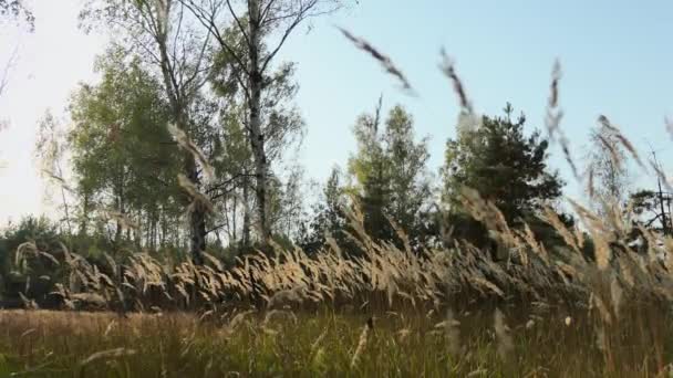 カメラは草を通して太陽が輝く牧草地の厚い緑の草を通ってゆっくりと地面から滑ります — ストック動画