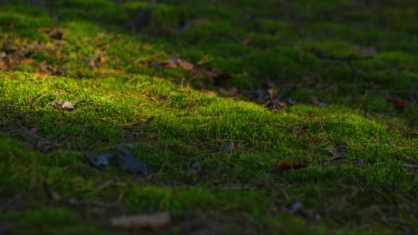 Пышный Зеленый Мох Лесных Лучах Солнечного Света Мерцает Поверхности Мха — стоковое видео
