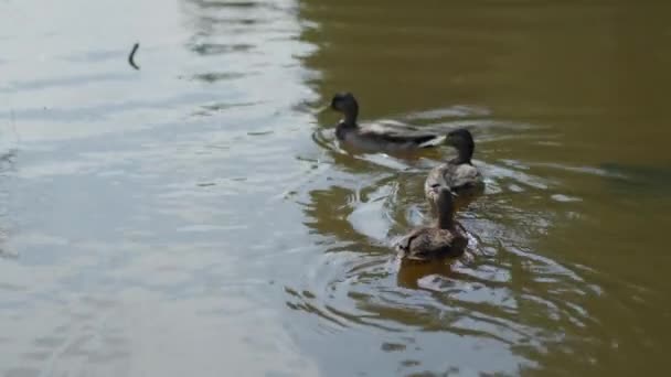 鸭子在城市公园里觅食 — 图库视频影像