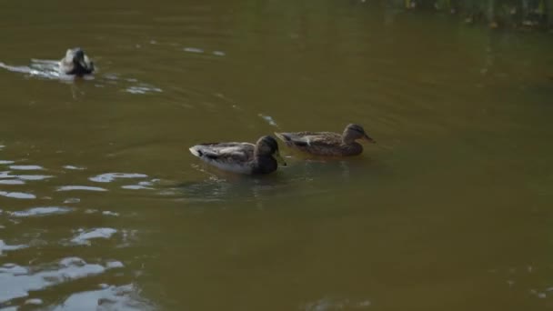鸭子在城市池塘里吃羽毛 鸟儿在阳光下晒太阳 鸭子在池塘里游泳 — 图库视频影像