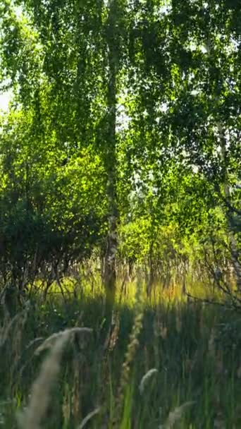 Árbol Abedul Denso Bosque Verano Primavera Hierba Espesa Balanceándose Vertical — Vídeos de Stock