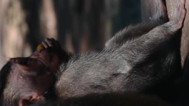 Ubud 'daki maymun tapınağındaki komik bebek maymun, Bali dikey