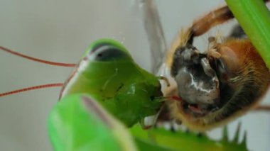 Makro, peygamber devesinin cırcır böceği yemesi için dua ederken çekilmiş.