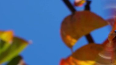 Bahçedeki kelebek meyve ağaçlarının yapraklarında uçar kamera dikey takip eder