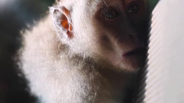 有趣的猴子家庭躺在地上 抓挠和搜索垂直跳蚤 — 图库视频影像