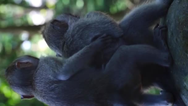 Pequeños Monos Bebés Juegan Una Piedra Preparan Buscan Pulgas — Vídeo de stock