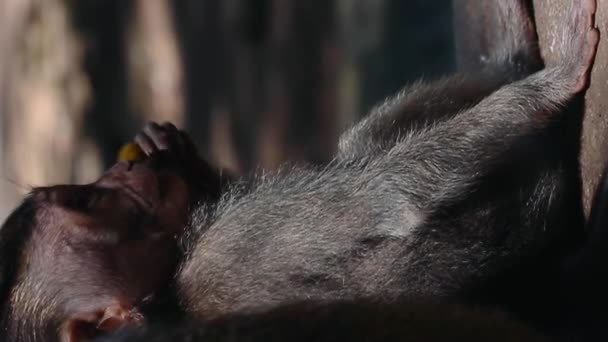 Αστεία Μαϊμού Μωρό Στο Ναό Μαϊμού Στο Ubud Μπαλί Κάθετη — Αρχείο Βίντεο