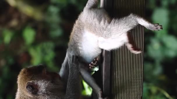 地面に横たわっているおかしい猿の家族は 垂直にフラスを見つける — ストック動画