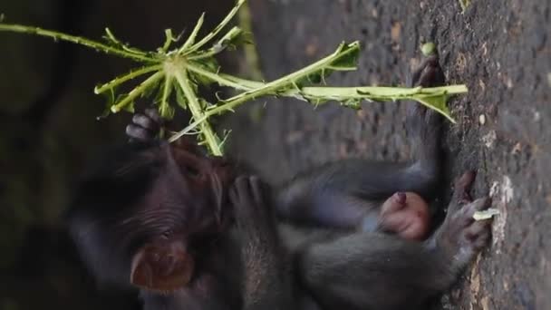 滑稽的新生猴子宝宝玩食物垂直 — 图库视频影像