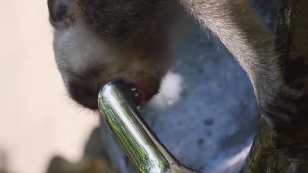 Мавпа Воду Вертикалі Крана — стокове відео