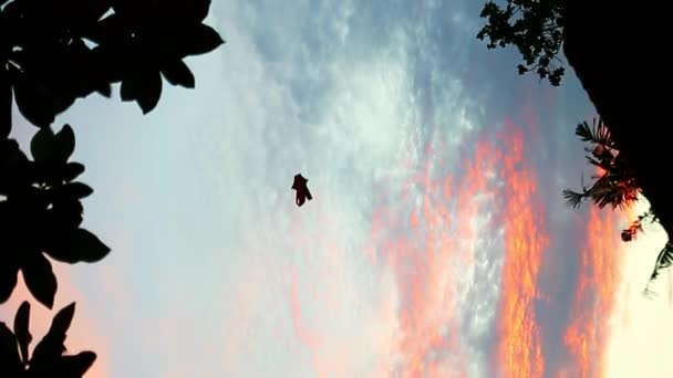Ένας Χαρταετός Επιπλέει Ένα Λιλά Ηλιοβασίλεμα Και Ροζ Ουρανό Κάθετα — Αρχείο Βίντεο