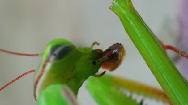 Προσευχή Mantis Τρώει Ένα Έντομο Κάθετο — Αρχείο Βίντεο