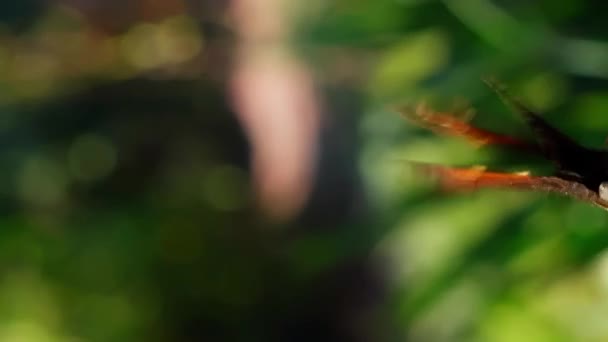 Primer Plano Mariposa Vuela Jardín Cámara Persiguiendo Mariposa Primer Punto — Vídeos de Stock