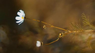 Beyaz papatya çiçeği rüzgârda sallanıyor vintage lens üzerinde Helios-40 dikey