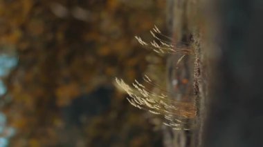 Meditasyon, tundrada yapayalnız çimenleri vurdu. Rüzgarda dikey sallanıyordu.