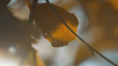 Güneş renkli huş ağaçlarının arasından kırılır girdap gibi dönen, rüzgarda dikey dalgalanan