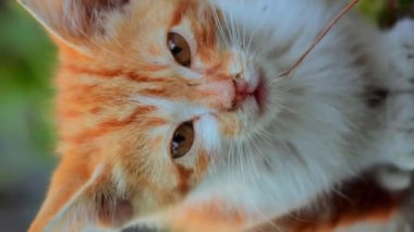 Kapat pis kokulu kedi yavrusu evsiz yetişkin kedi beton zeminde dikey oturuyor.