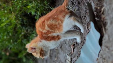 Küçük tekir kedicik çiş ve kaka yapıyor. Kedi patileriyle kaka gömer.