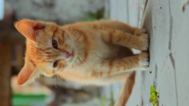 Anne kedi ve kedi yavruları, küçük, pis, tekir kedicik miyavlamalarıyla yemeğe geldiler.