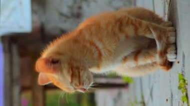 Kedi ailesi, anne kedisiyle kedi yavruları dikey yemek bekliyor.