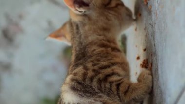 Evcil hayvan bakımı kedi yavruları yerden dikey kedi maması yerler.