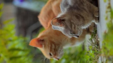 Bir kedi ailesinin portresi yere oturmuş, dikey yemek bekliyor.