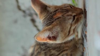 Yakın çekim tekir kedi yavrusu yerden kedi maması yiyor, evcil hayvan bakımı kavramı dikey