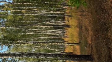Kağıt huş ağacı koruluğu Sonbahar veya ilkbahar güneşli bir günde Güzel huş ağacı dikey