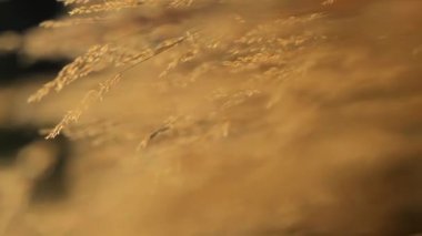 Meditasyon kamerası kuru sonbahar otları arasında uçar, çimenler dikey sallanır.