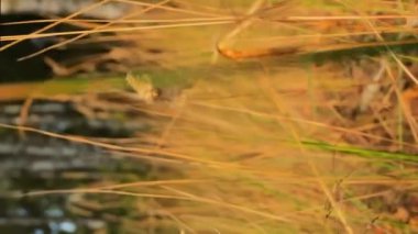 Meditasyonlu yavaş çekim kamerası çayırdaki yoğun otların arasından dikey uçuyor.