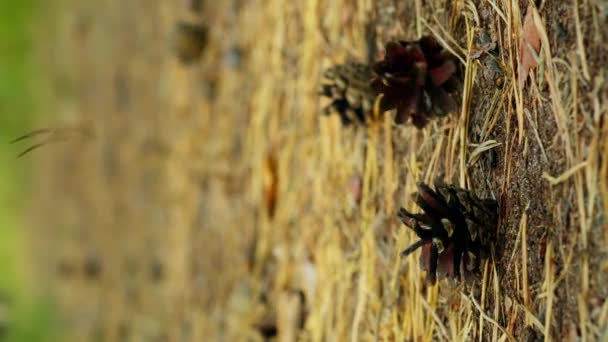 지상에 개미와 떨어지는 클로즈업 슬로우 — 비디오