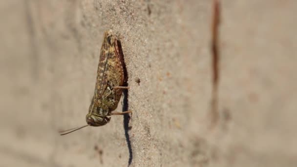Grasshopper Springt Plötzlich Aus Nahaufnahme Makroaufnahme Senkrecht Weg — Stockvideo