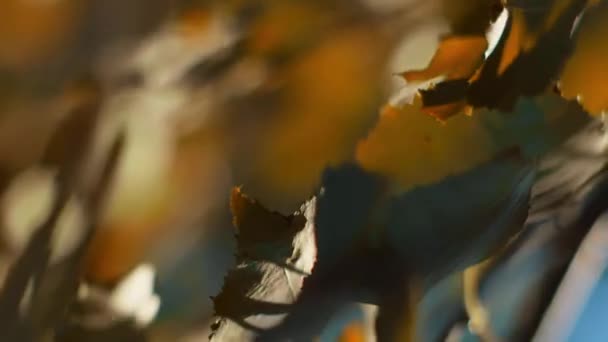 Detailní Záběr Větve Stromu Oranžovými Listy Rozmazaném Pozadí Svisle — Stock video