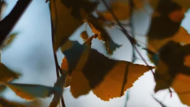 Сонце Проривається Крізь Різнокольорові Березові Листя Розкручуючись Вертикальному Вітрі — стокове відео