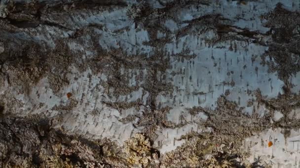 Beyaz Huş Ağacının Gövdesinin Şekli Dikey Sonbahar Ormanı Dikey — Stok video